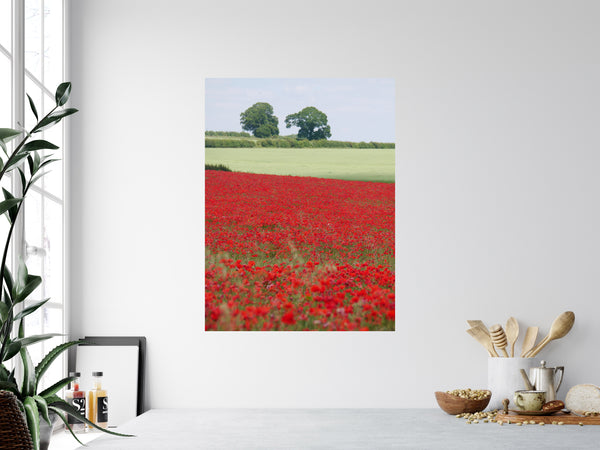 Poppy Field