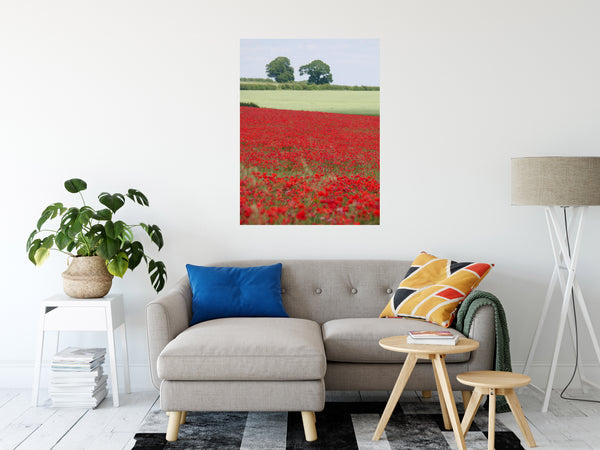 Poppy Field