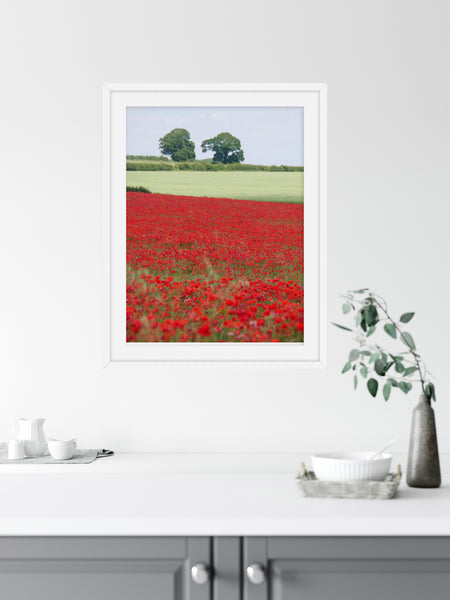 Poppy Field