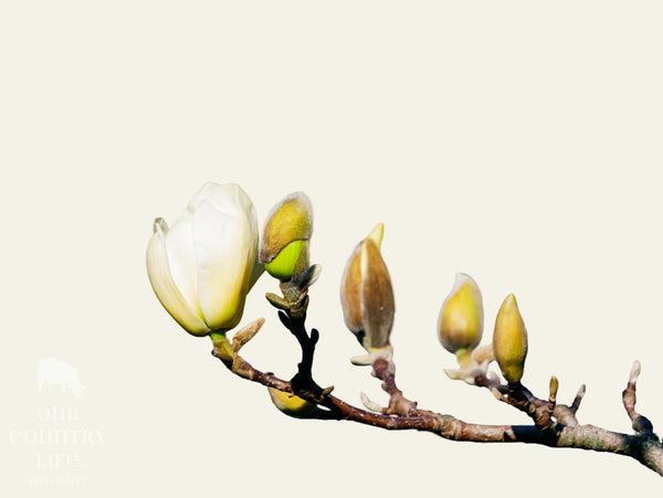 White Magnolia